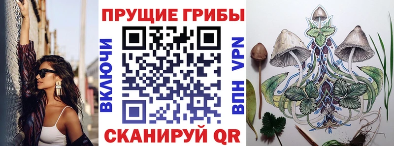 площадка клад  Великий Устюг  Галлюциногенные грибы Psilocybine cubensis 